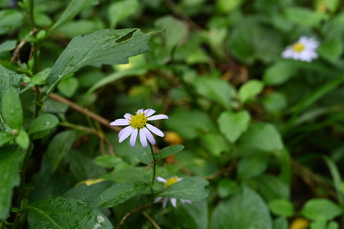 かんとうよめな,菊