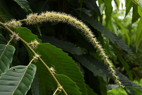 栗の花,雌雄,くり,クリ