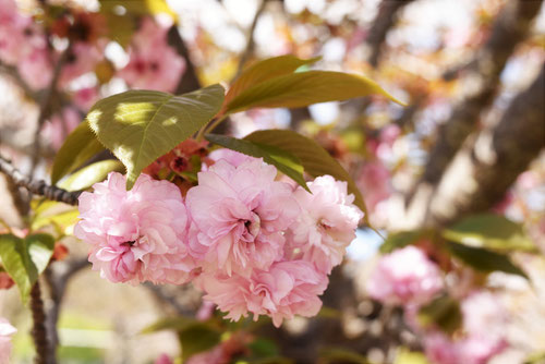 妹背,桜,いもせ,さくら