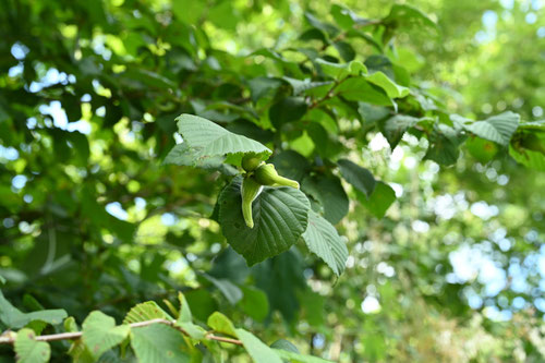 角榛,つのはしばみ,新芽,ツノハシバミ