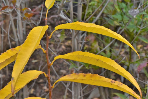 栗の木の紅葉