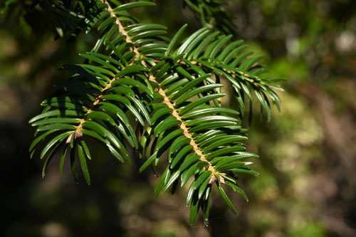 もみの木,もみのき,特徴,樹木