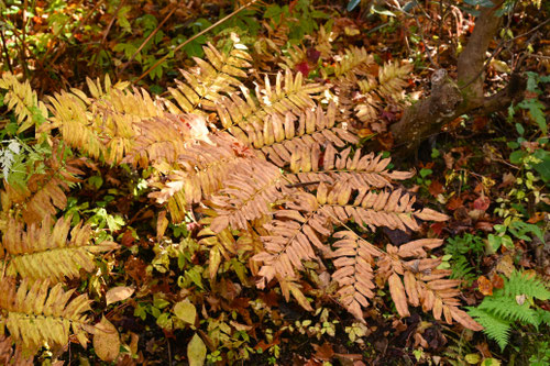 Japanese royal fern