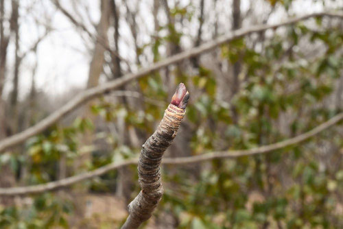 タカのツメ,たかのつめ,庭木,冬芽