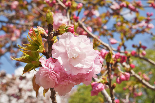 ようきひ,桜の種類,楊貴妃