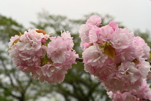 ようきひ,桜の種類,楊貴妃,八重桜