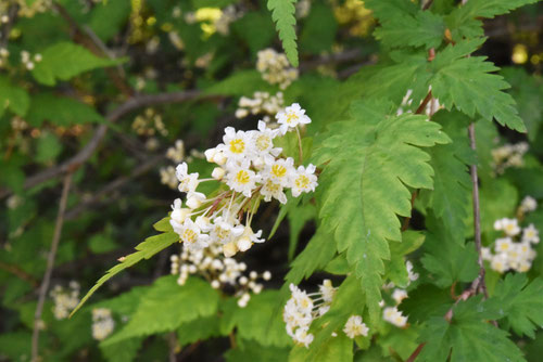 コゴメウツギ 花言葉