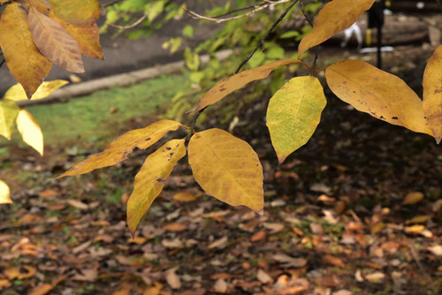 タムシバの紅葉,たむしば