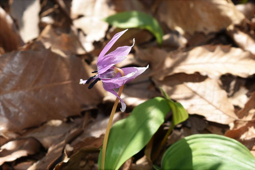 カタクリの花
