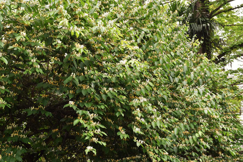 Amur honeysuckle