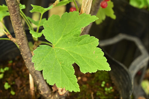 フサスグリ,Red currant,leaf,ふさすぐり