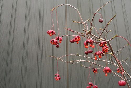 ツリバナの木,つりばな,赤い実,画像