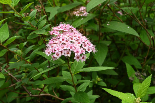 ７月に咲くピンク色の花