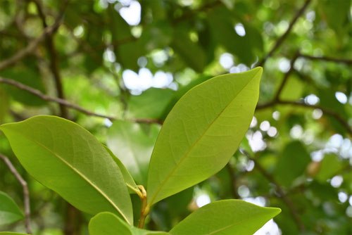 カラタネオガタマ - 庭木図鑑 植木ペディア