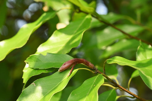 アラカシの木,新芽,あらかし