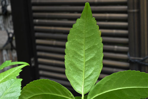 せんりょう,植物,千両