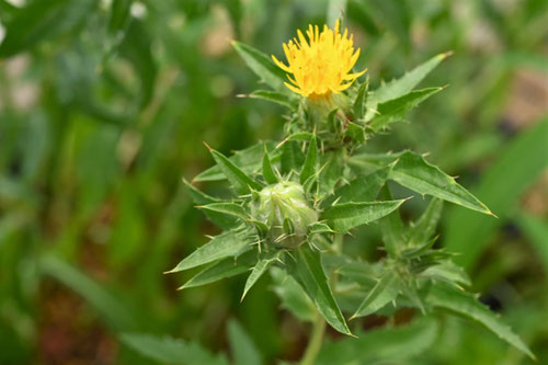 Safflower