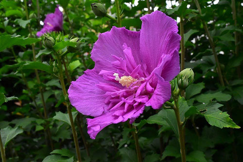 紅紫色の花,ムクゲ,むくげ,木槿