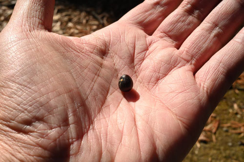シャリンバイの種,タネ,しゃりんばい,車輪梅