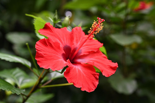 ぶっそうげ,赤花,はいびすかす