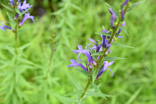 青紫の花が咲く野草