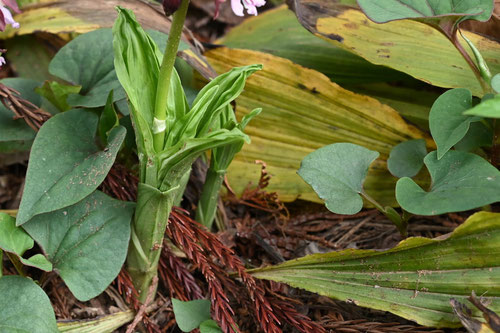 えびね,植物図鑑,エビネ