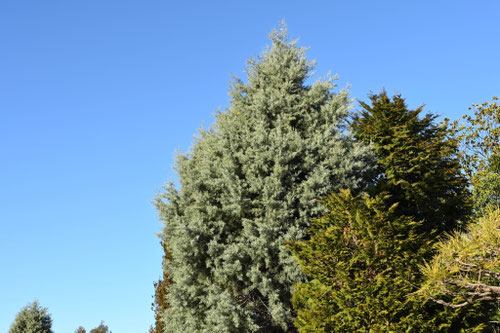 ブルーアイス,コニファー,ぶるーあいす