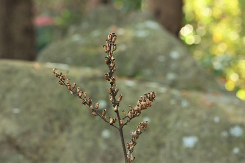 いぬしょうま,植物,犬升麻