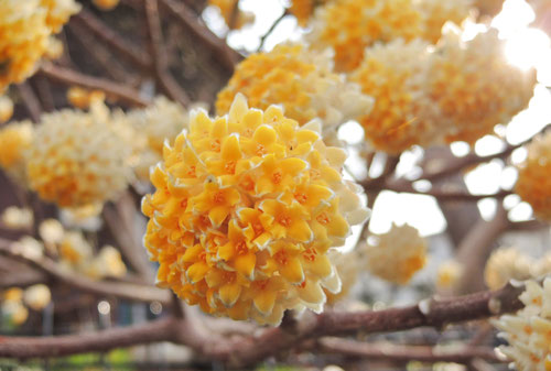 花の香る樹木,香りのある木