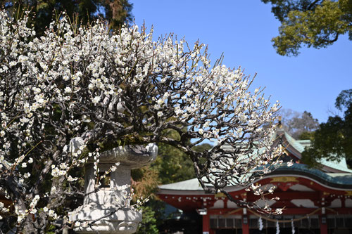 ウメ,梅の木,うめの花