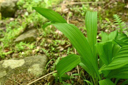 棕櫚草,植物