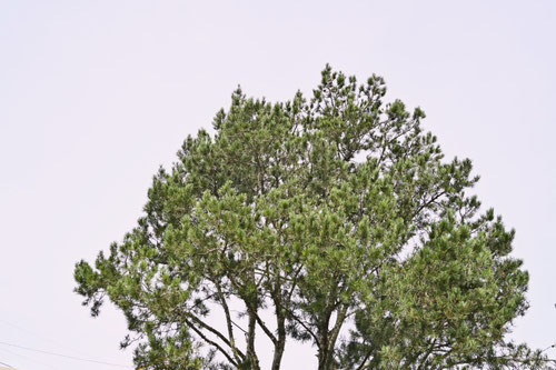 白松,white pine tree