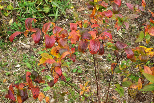 シモツケ 紅葉 黄葉