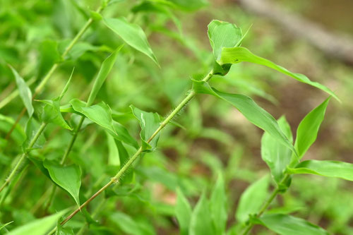 八丈刈安,植物