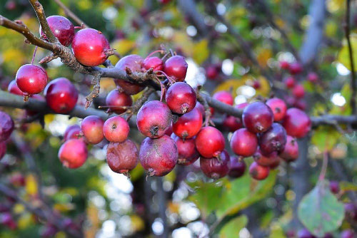 little apple tree,ヒメリンゴ,ひめりんご