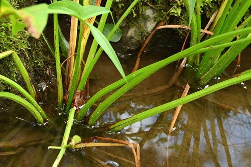 おもだか,オモダカ,沢潟,植物