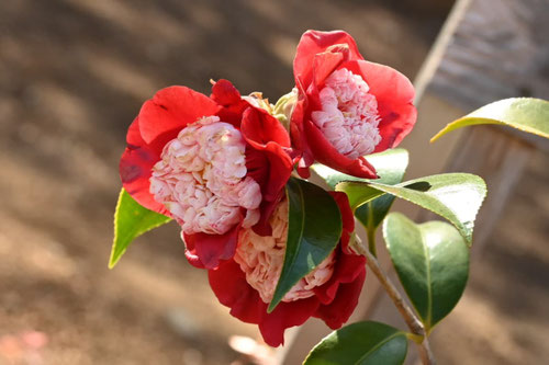 二色の花が咲くツバキの木