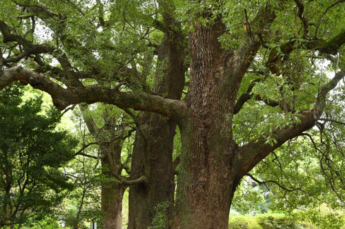 クスノキ,トトロの木,幹,くすのき