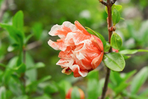 ザクロ 花の種類