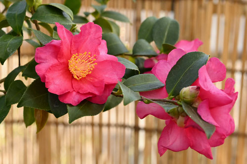 カンツバキの花言葉は,寒椿,かんつばき