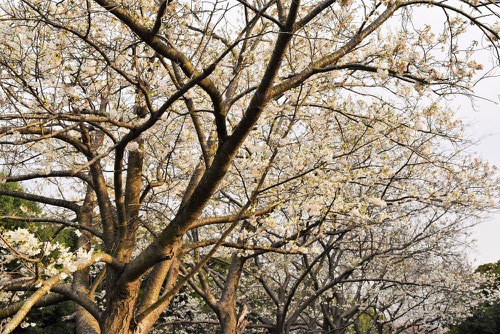 大島桜,樹形