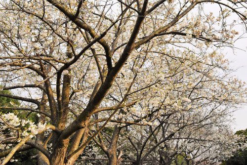大島桜,オオシマザクラ,おおしまざくら,樹形