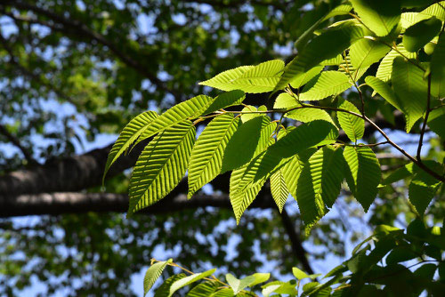 Japanese hornbeam,くましで