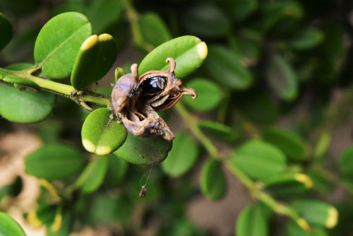 柘植,つげの木,Japanese box tree,seeds