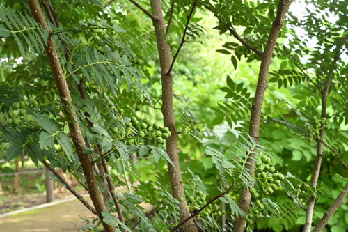 朝倉山椒,木,さんしょうの木