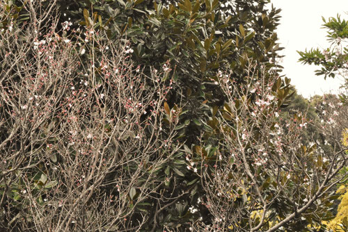 ヒガンザクラ,ひがんざくら,こひがん桜の木