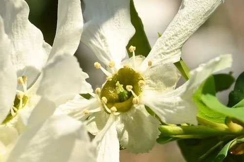 リキュウバイの花,利休梅,りきゅうばい
