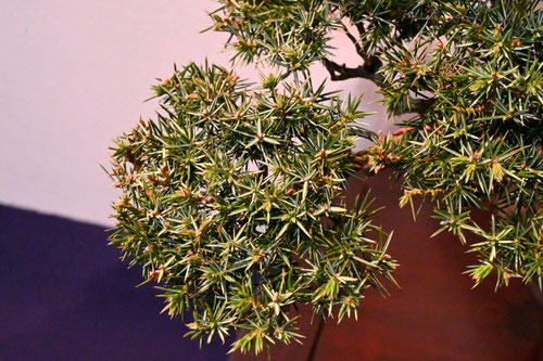 tosyu,bonsai