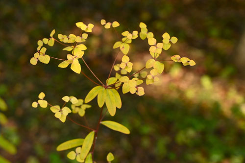 タカトウダイの紅葉