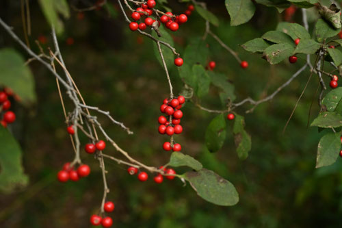うめもどき,梅擬の木